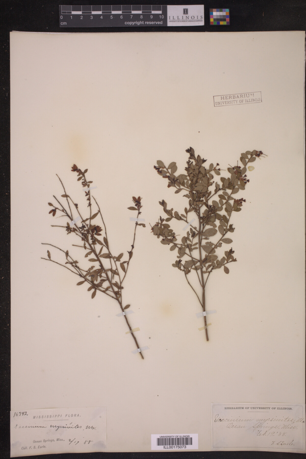Vaccinium myrsinites image