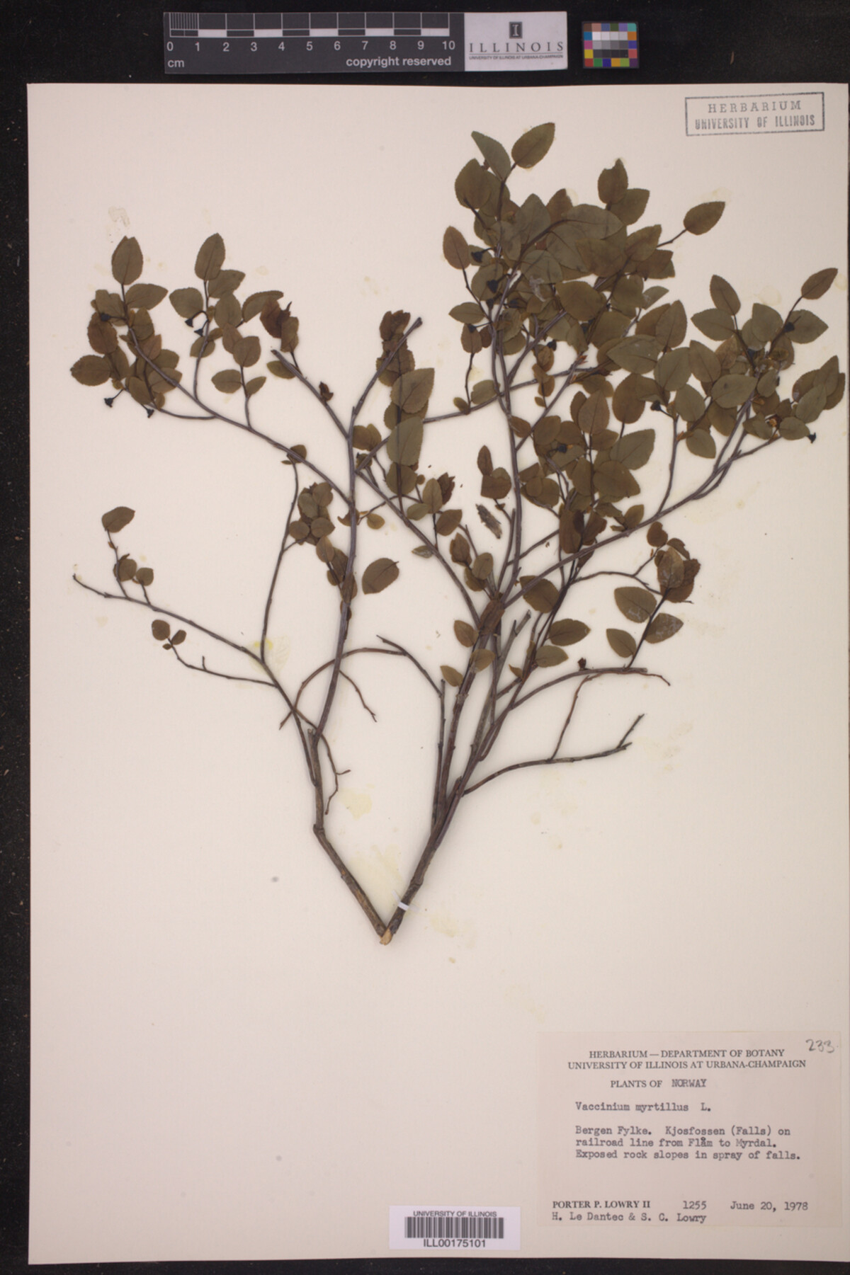 Vaccinium myrtillus image