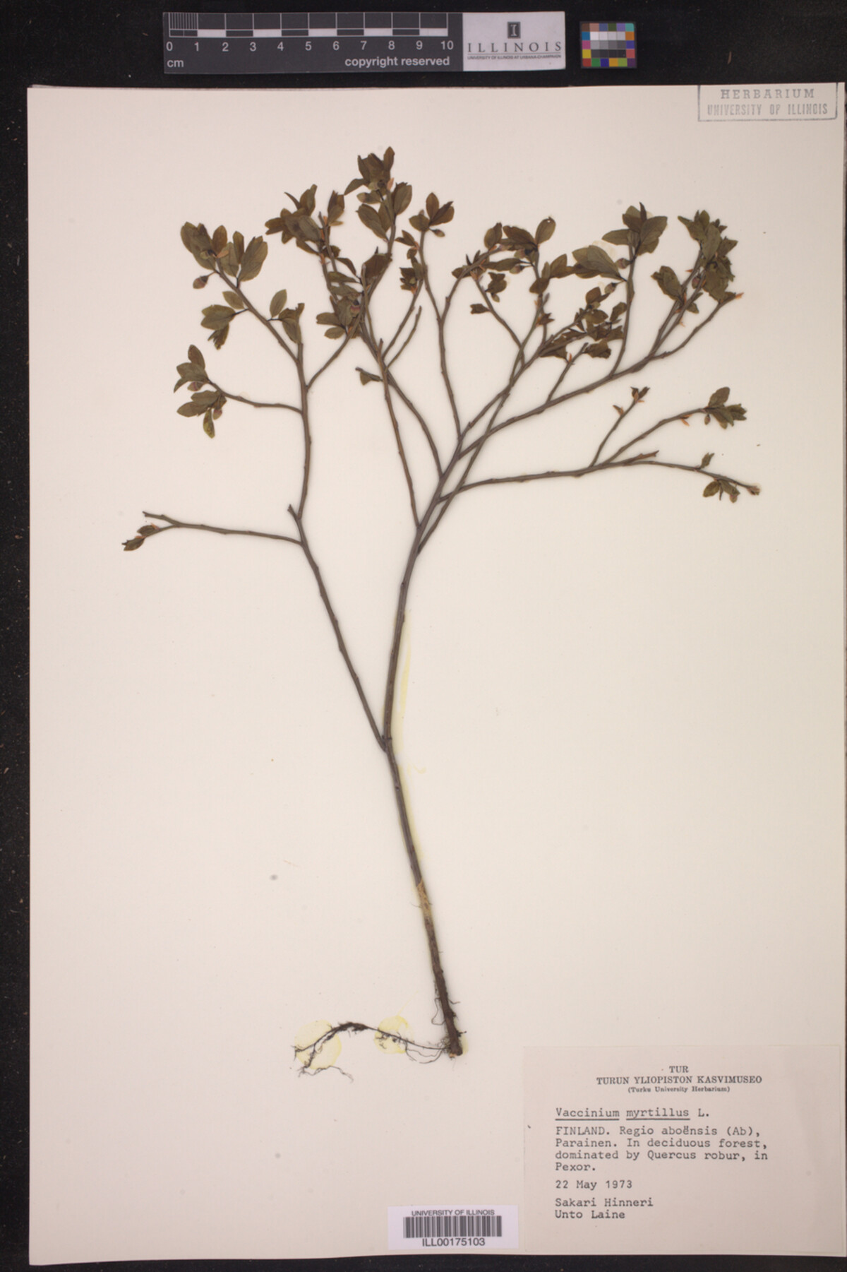 Vaccinium myrtillus image