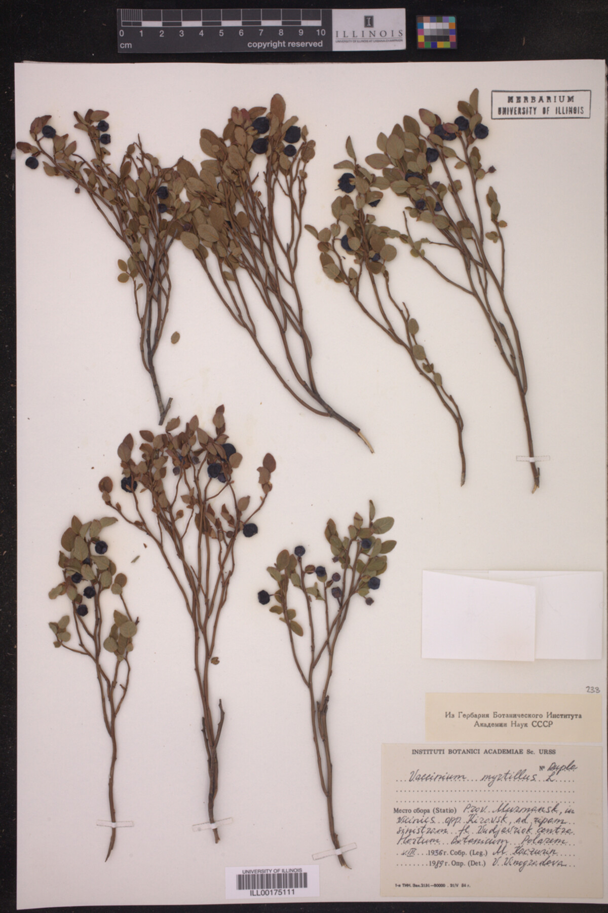 Vaccinium myrtillus image