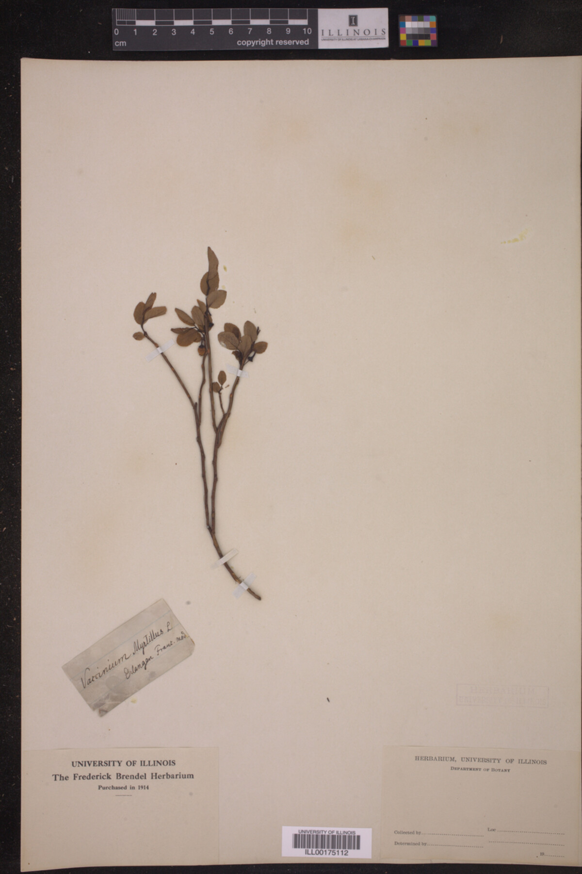 Vaccinium myrtillus image