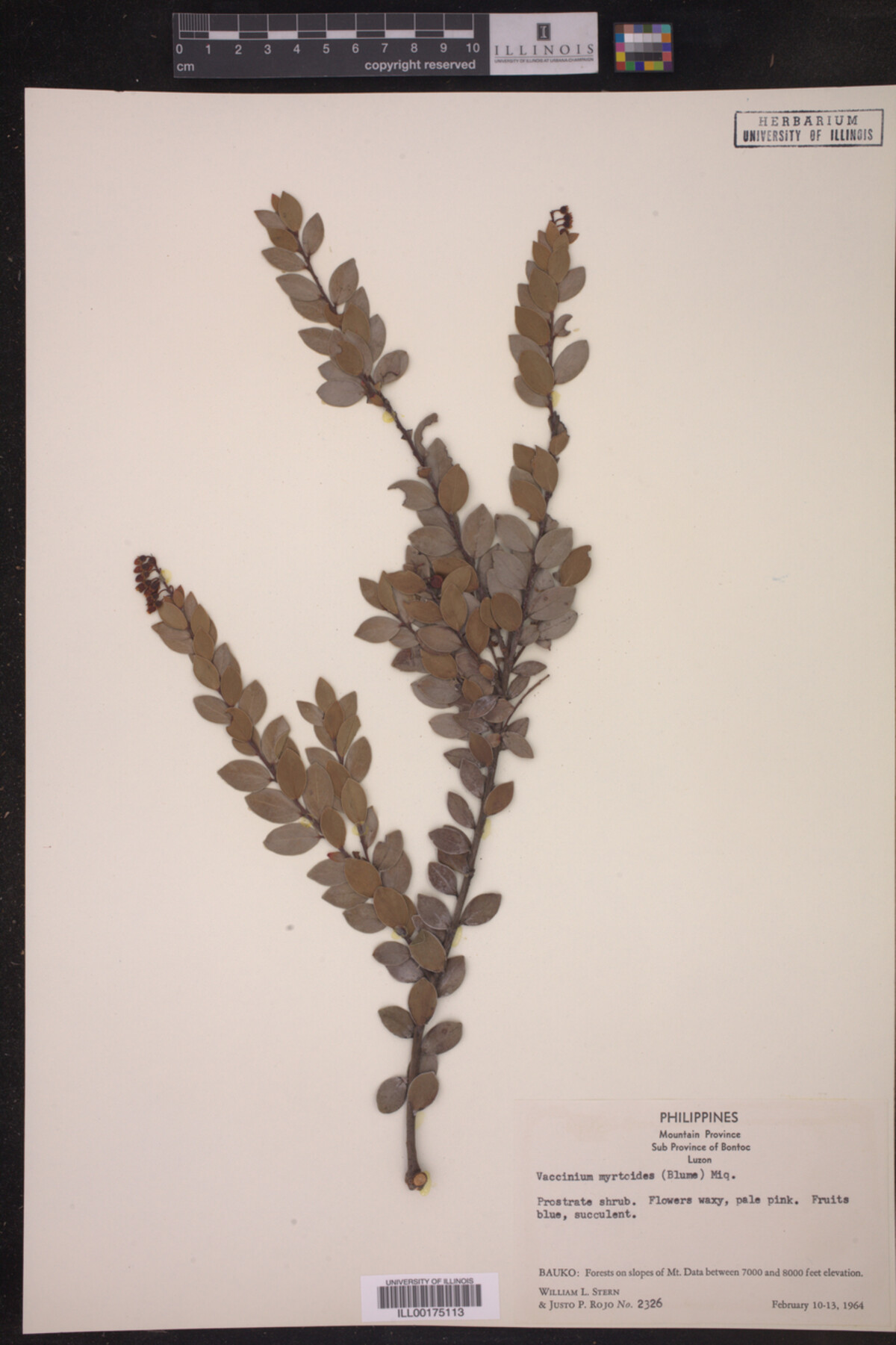 Vaccinium myrtoides image