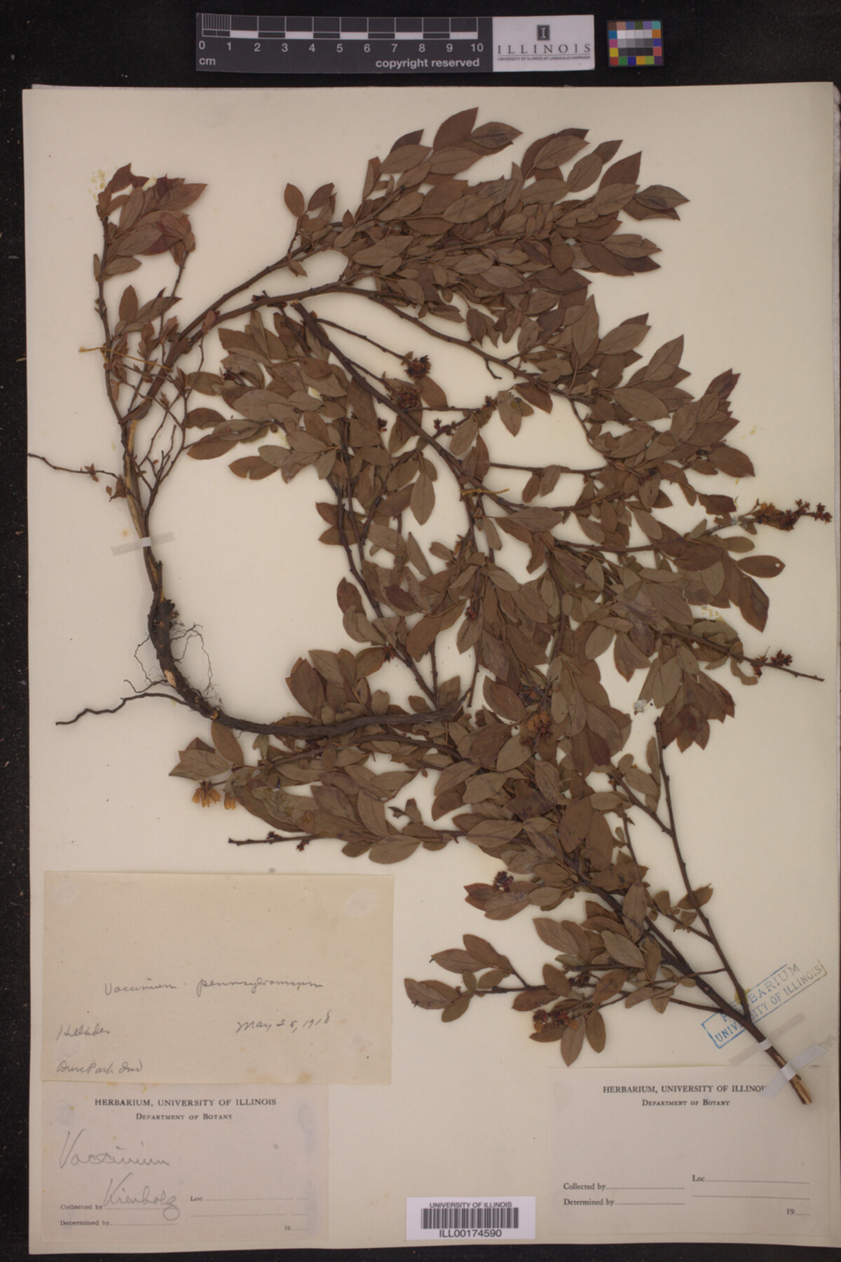 Vaccinium pennsylvanicum image