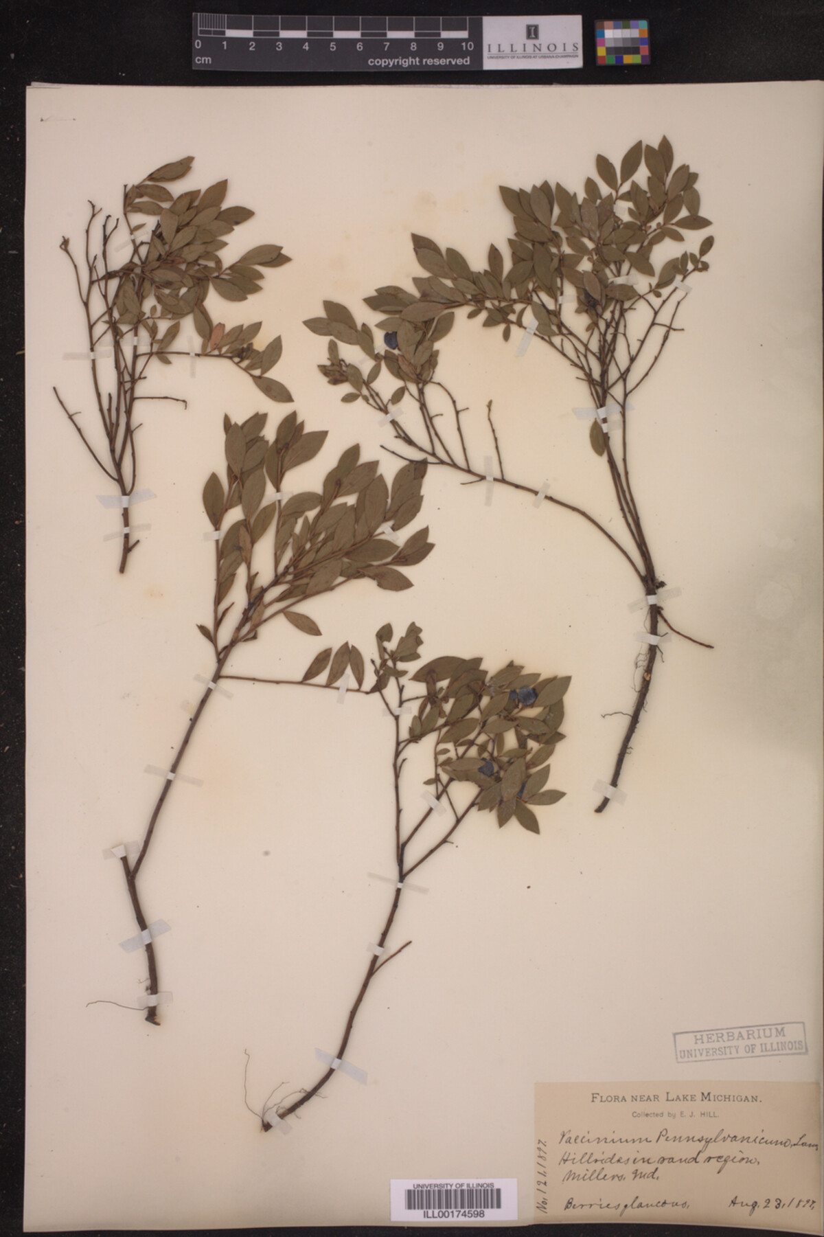 Vaccinium pennsylvanicum image