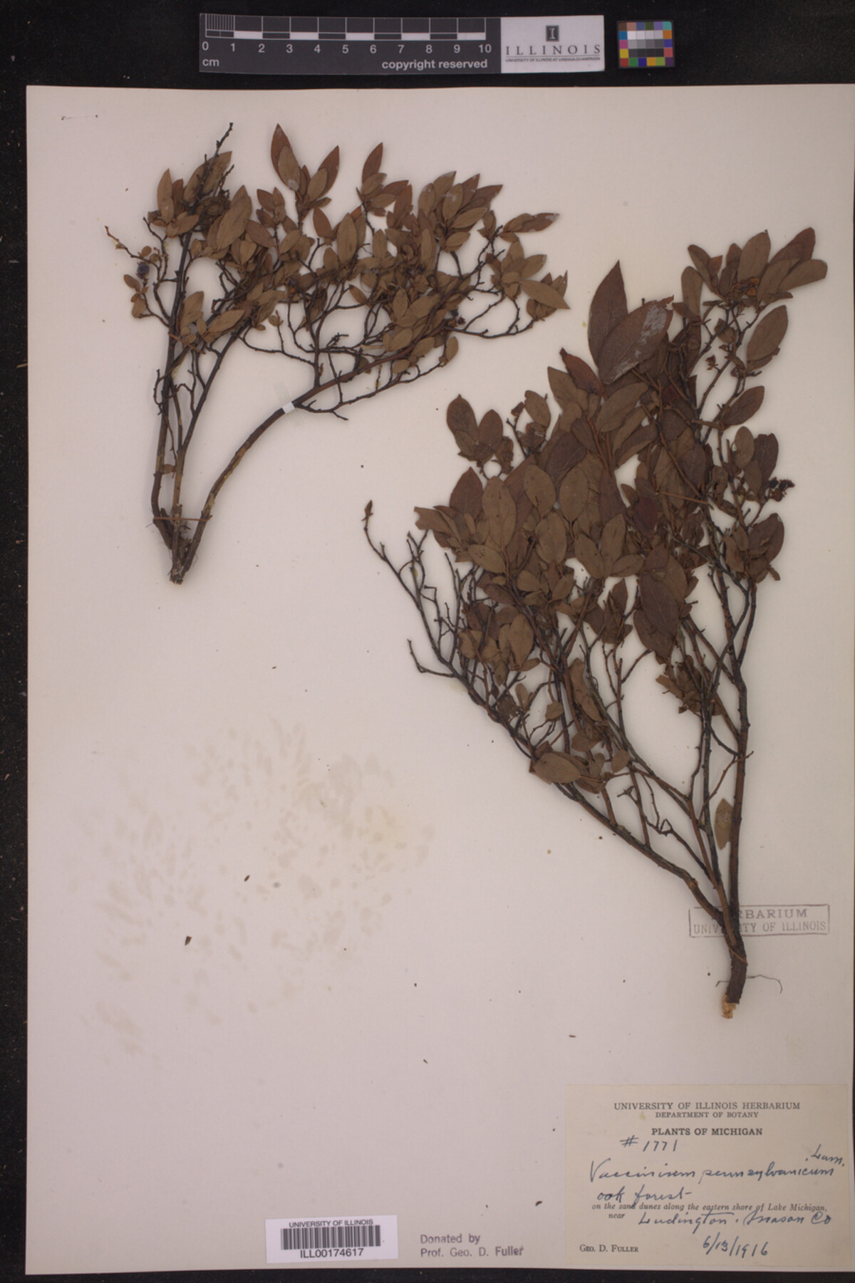 Vaccinium pennsylvanicum image