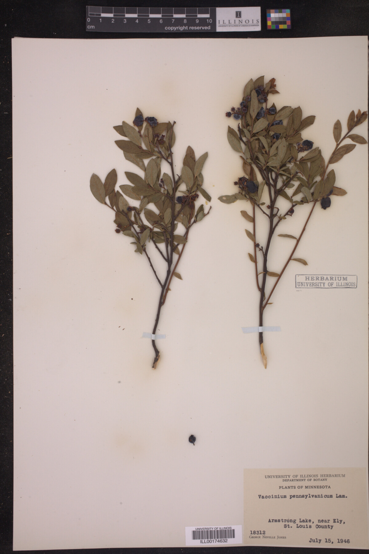 Vaccinium pennsylvanicum image