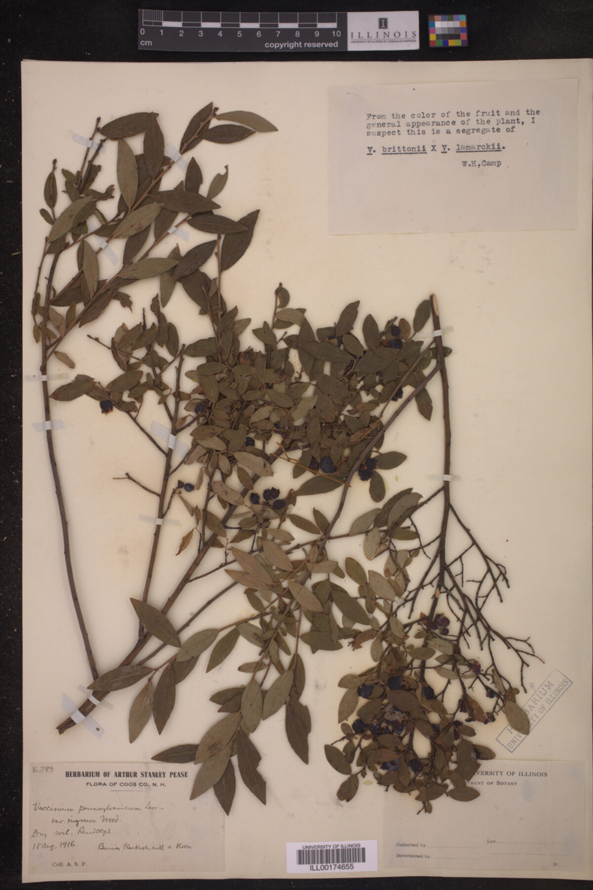 Vaccinium pennsylvanicum image