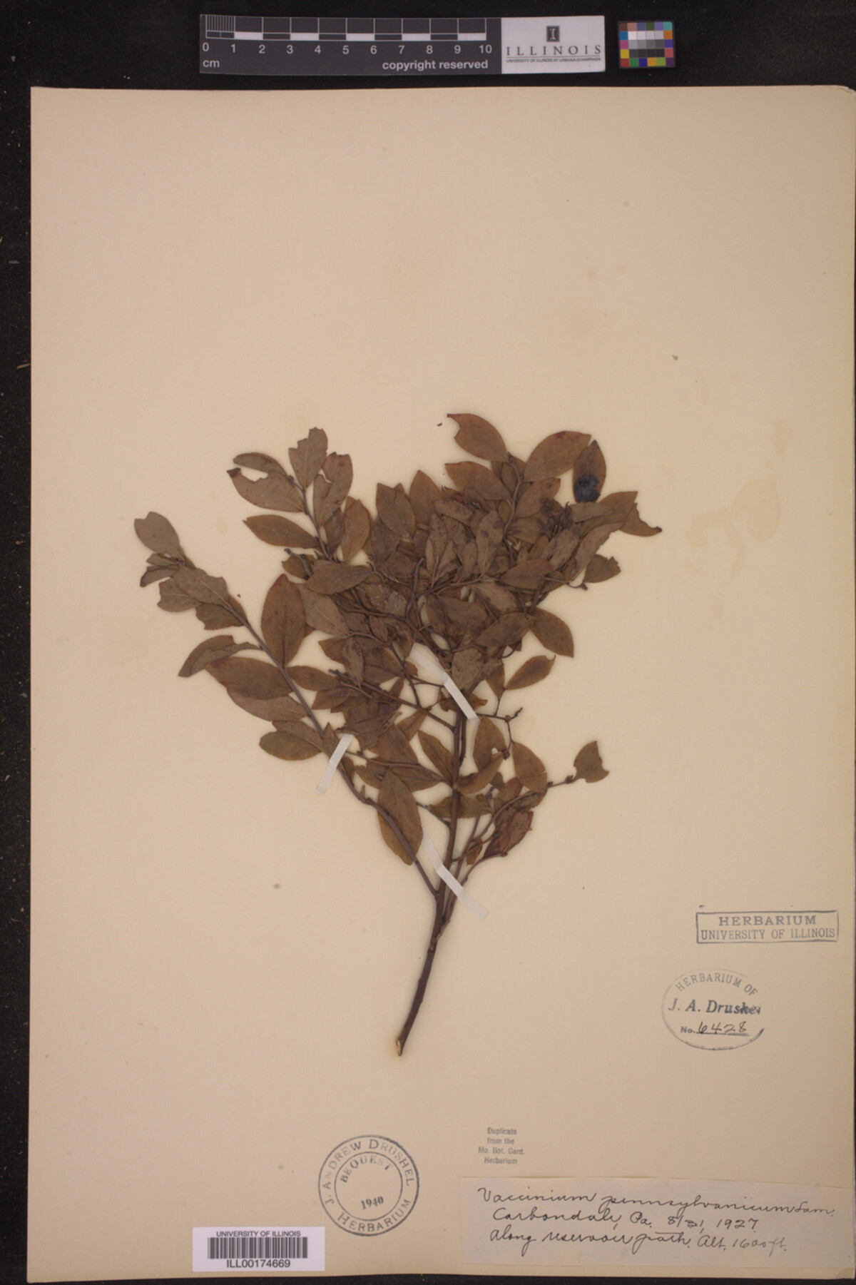 Vaccinium pennsylvanicum image