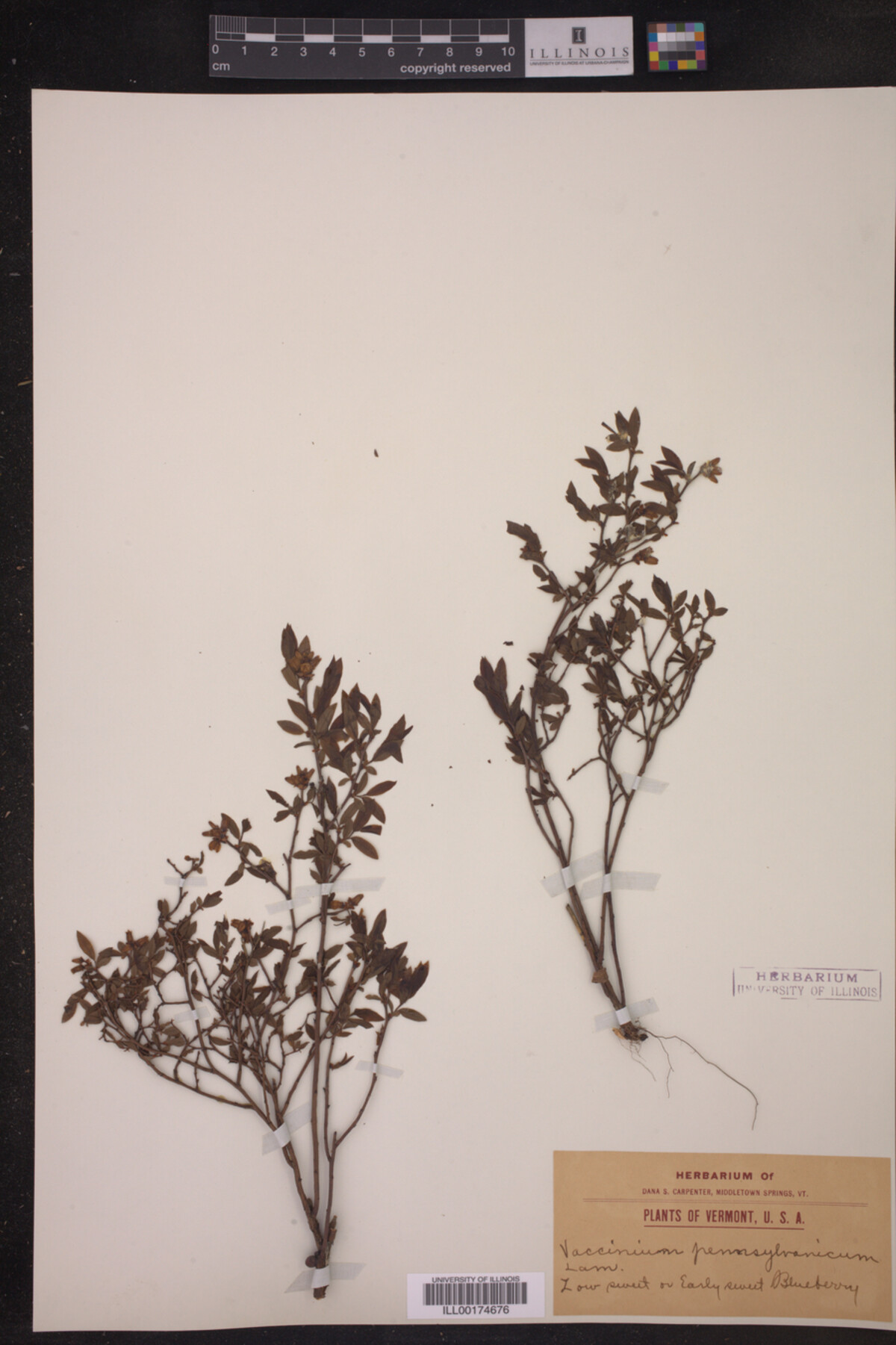 Vaccinium pennsylvanicum image