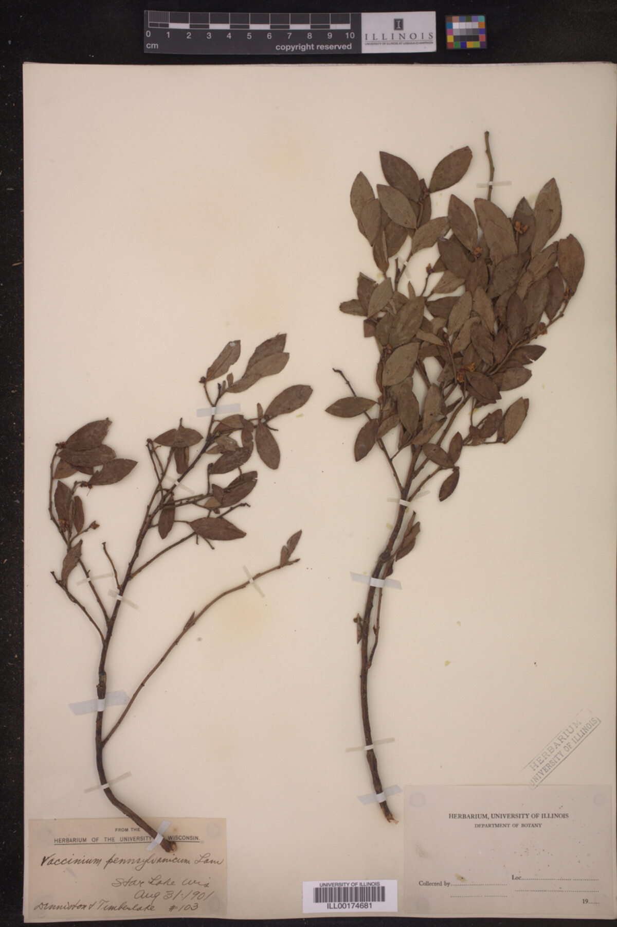 Vaccinium pennsylvanicum image