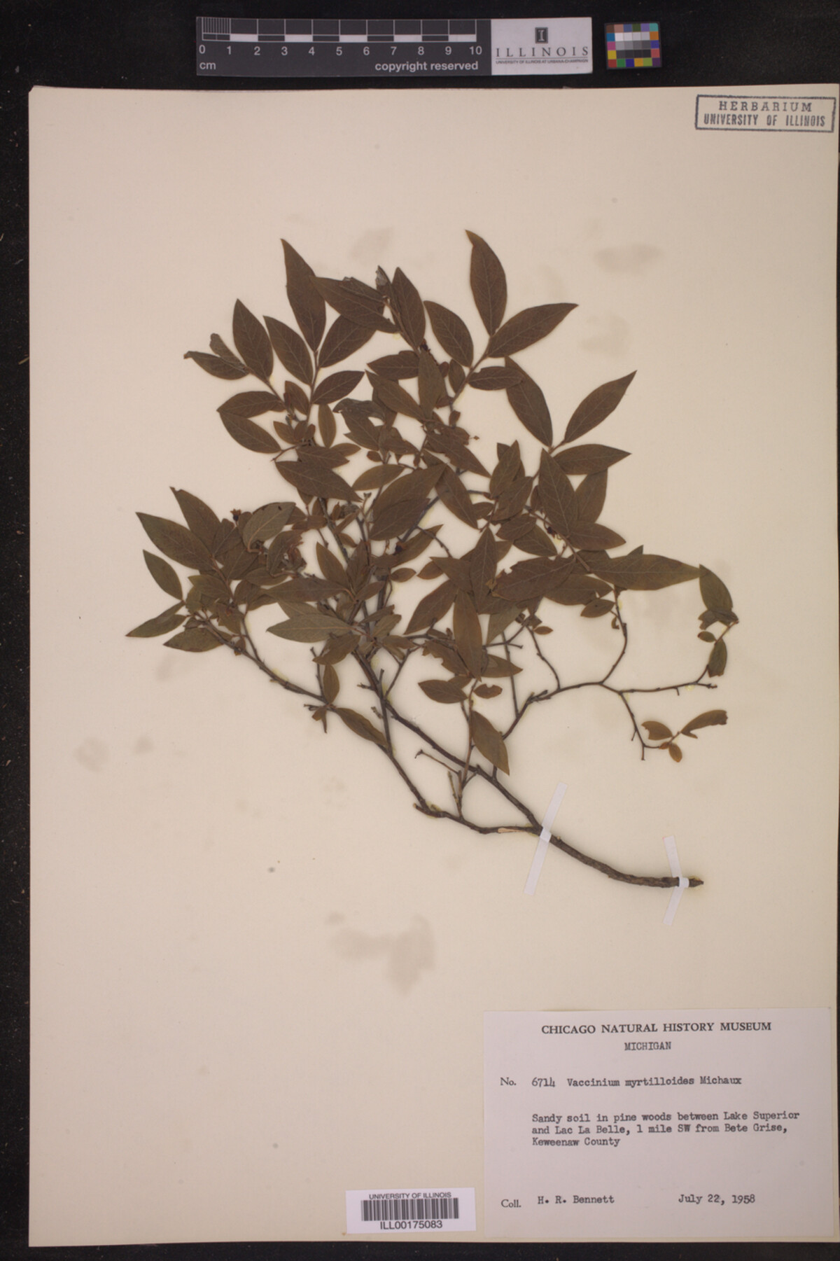 Vaccinium myrtilloides image