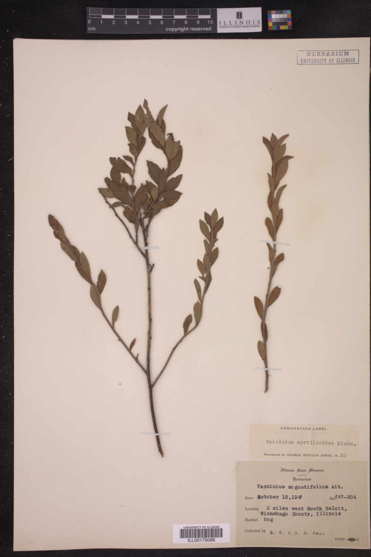 Vaccinium myrtilloides image