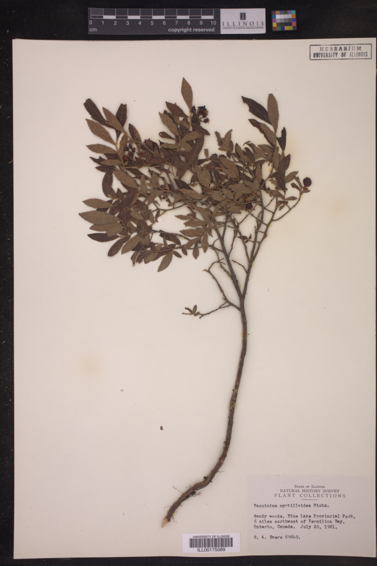 Vaccinium myrtilloides image