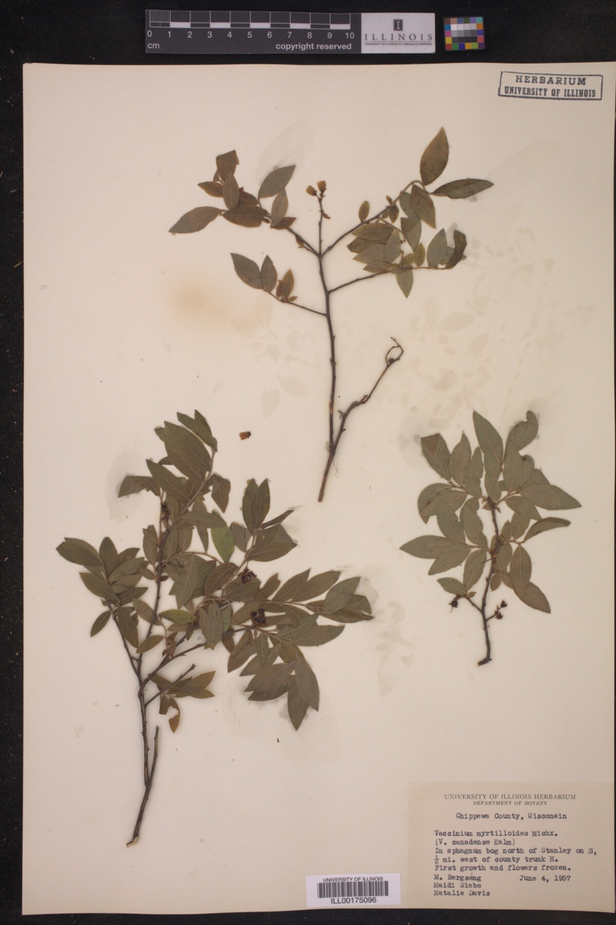 Vaccinium image