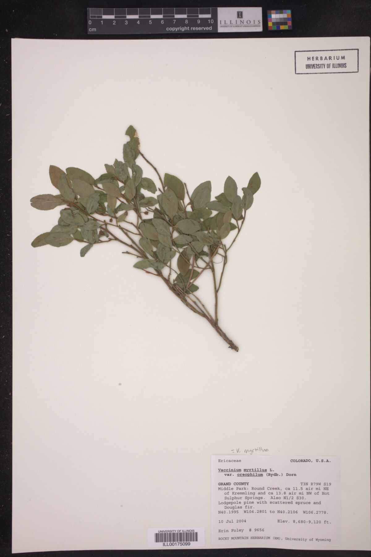 Vaccinium myrtillus image