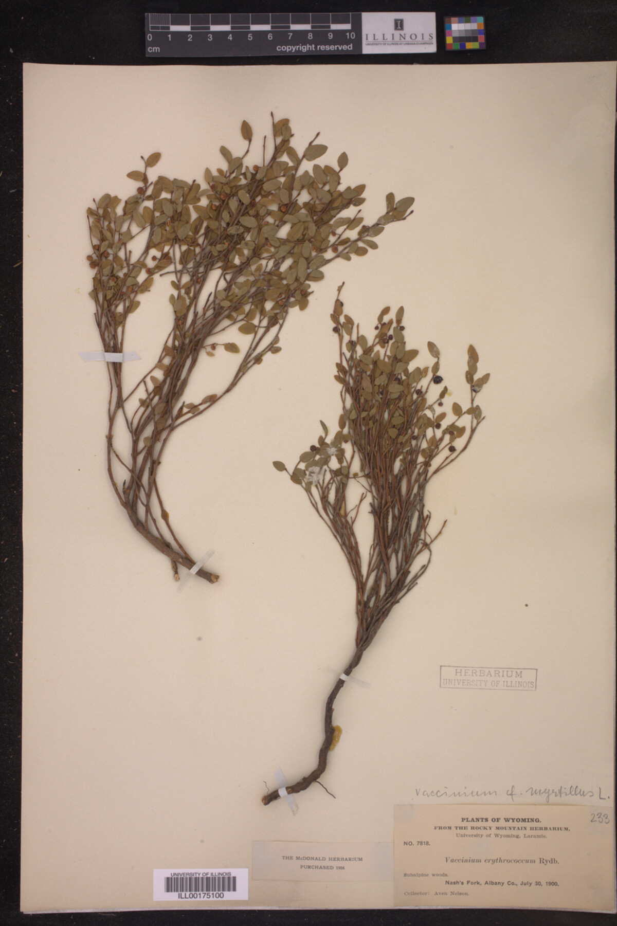 Vaccinium myrtillus image