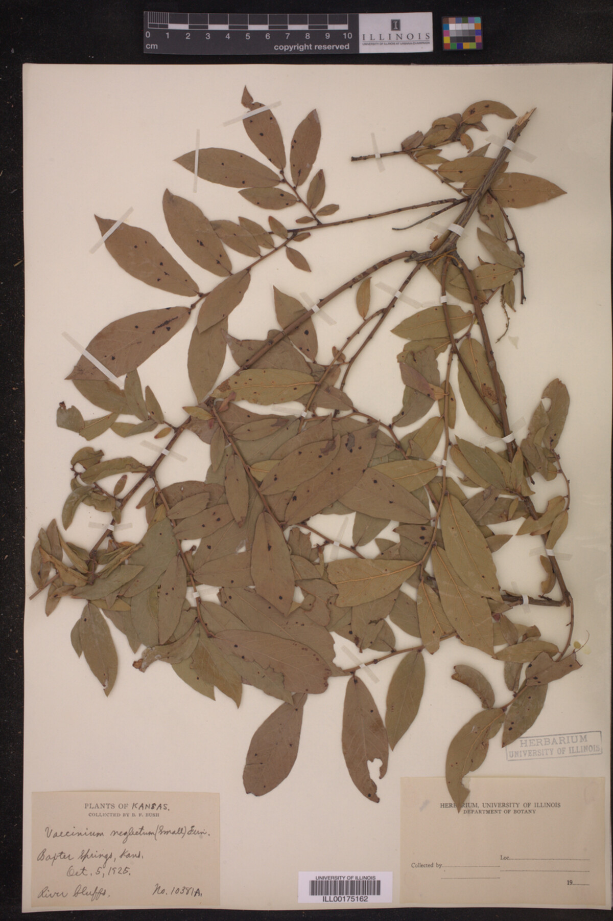 Vaccinium neglectum image