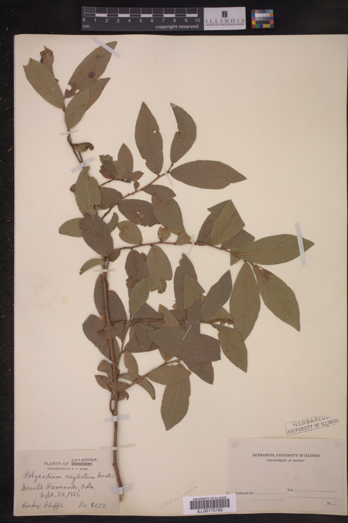 Vaccinium neglectum image