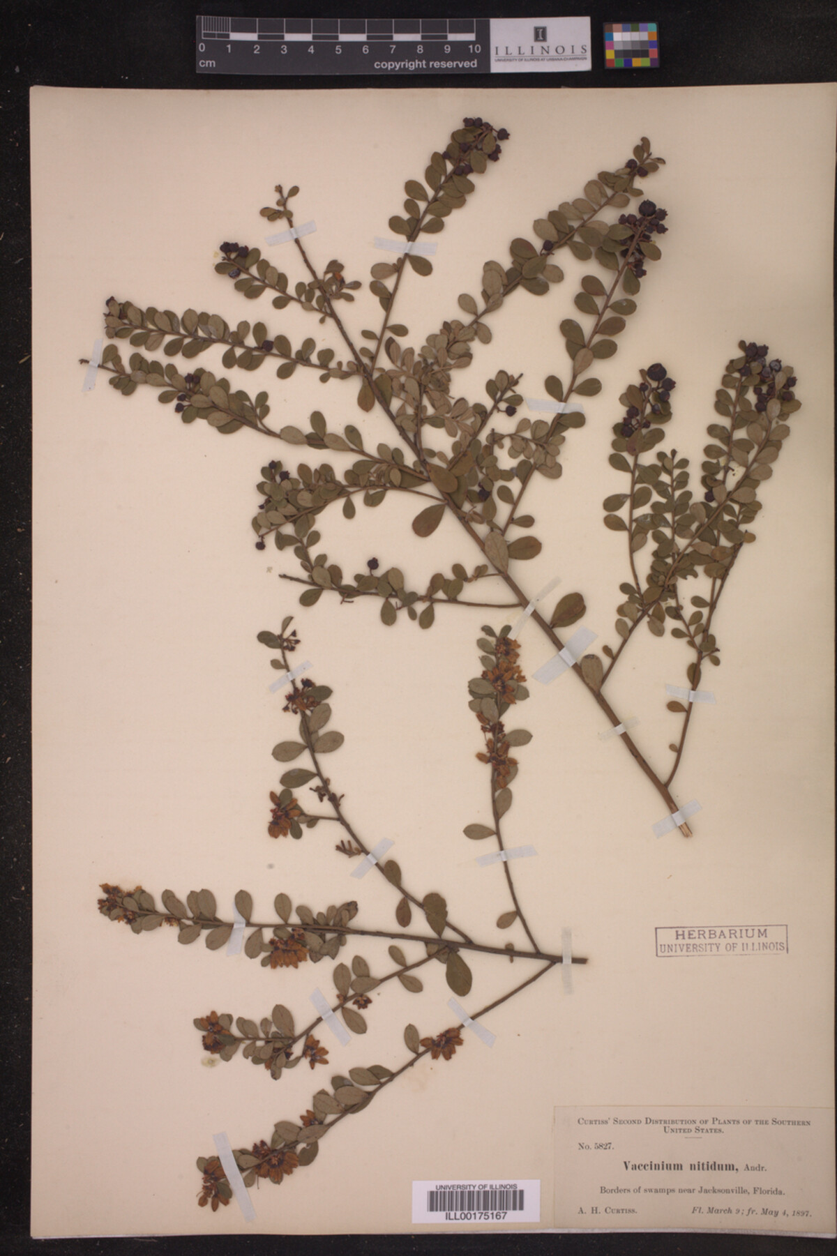 Vaccinium nitidum image