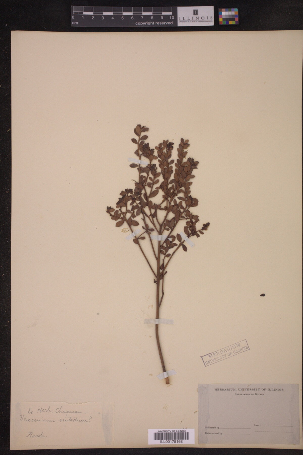 Vaccinium nitidum image