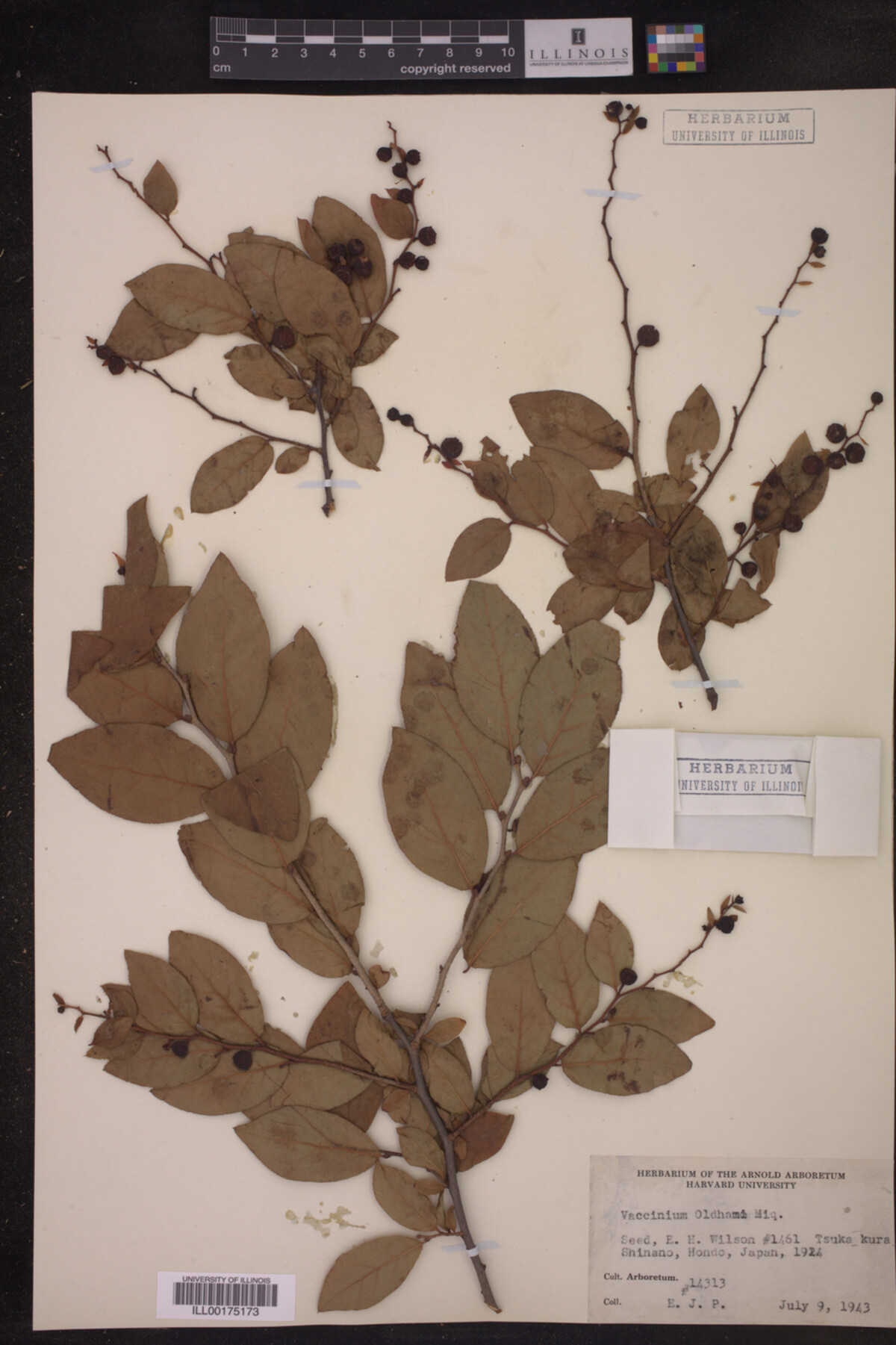 Vaccinium oldhamii image