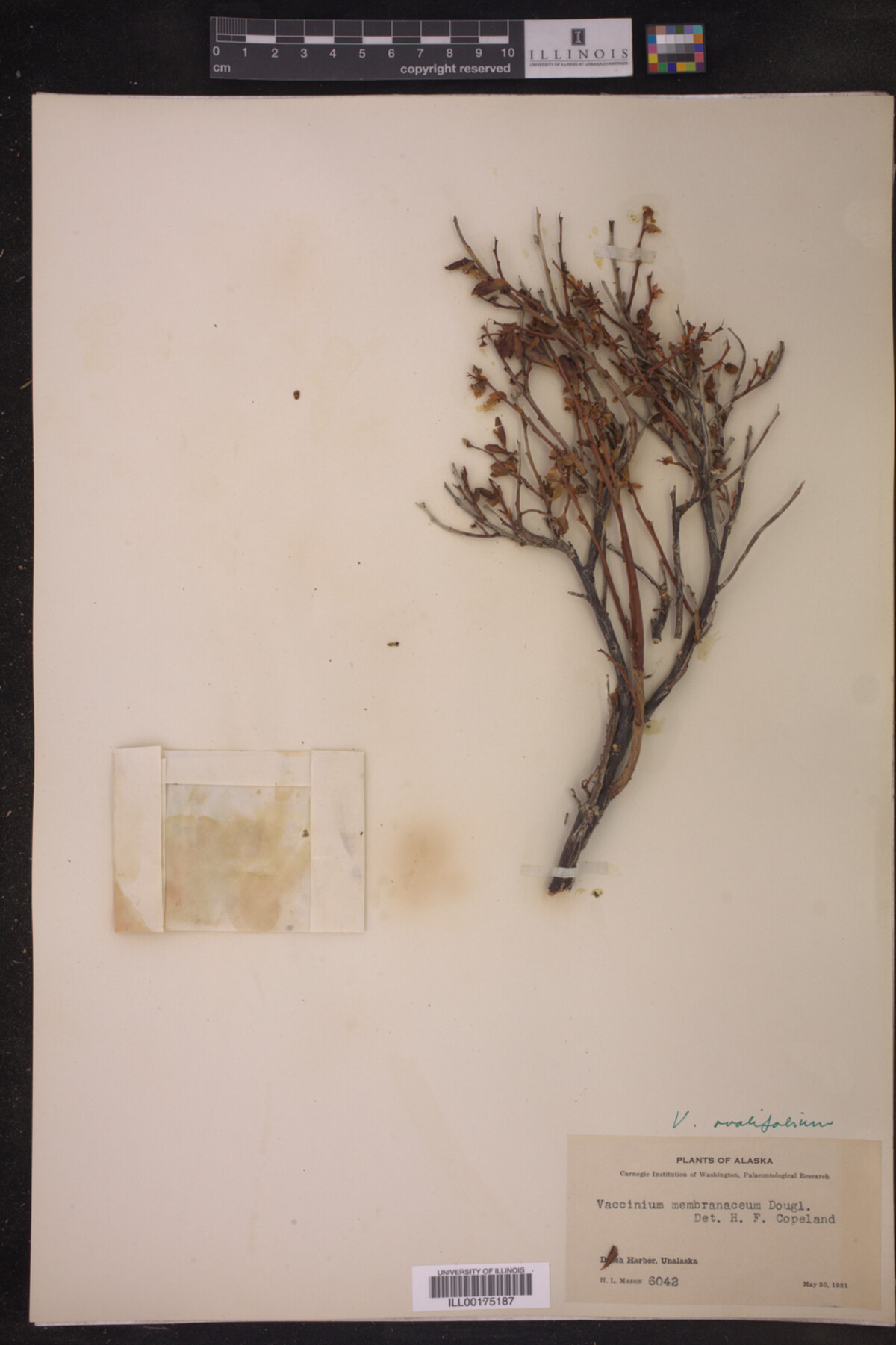 Vaccinium ovalifolium image