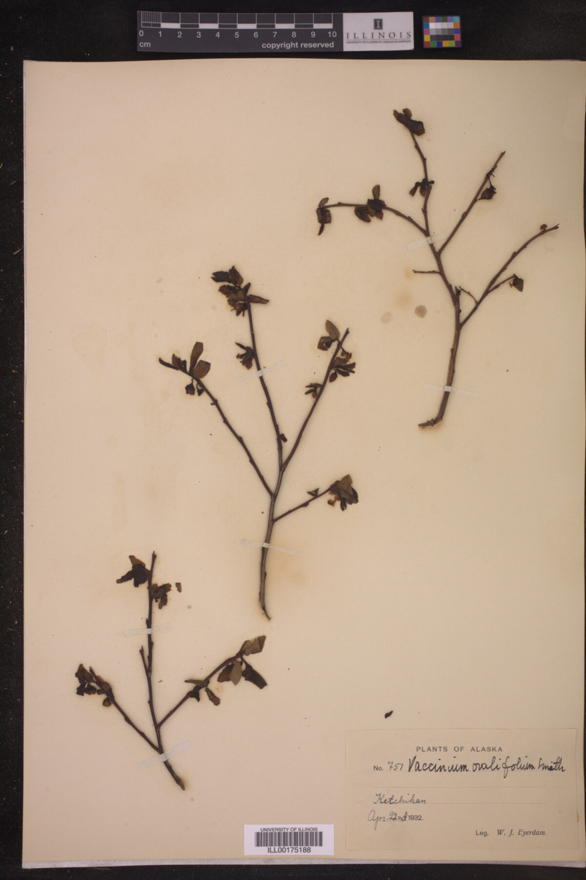 Vaccinium ovalifolium image