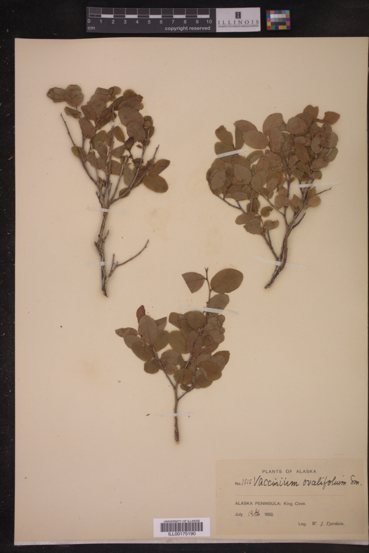 Vaccinium ovalifolium image