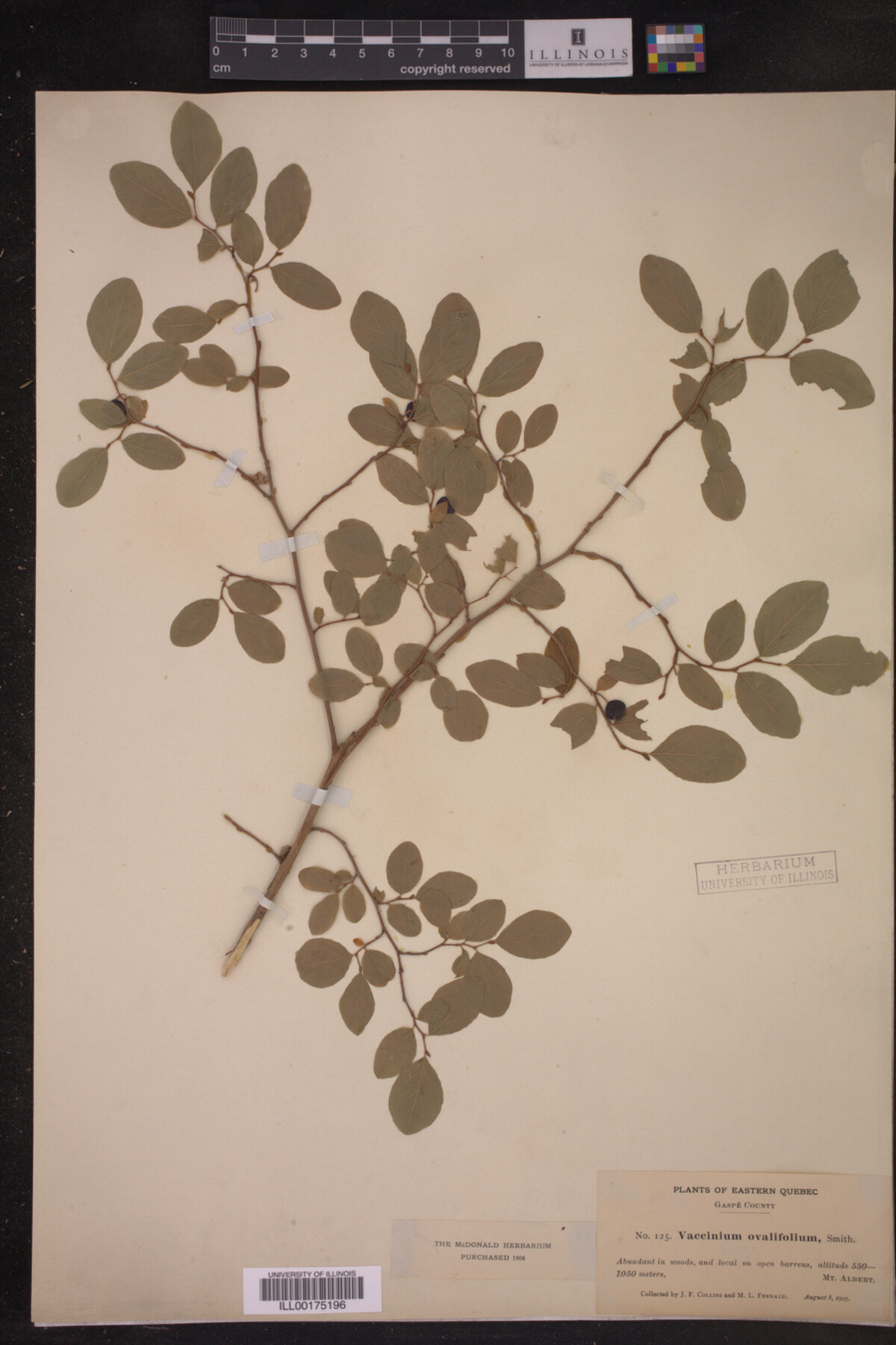 Vaccinium ovalifolium image