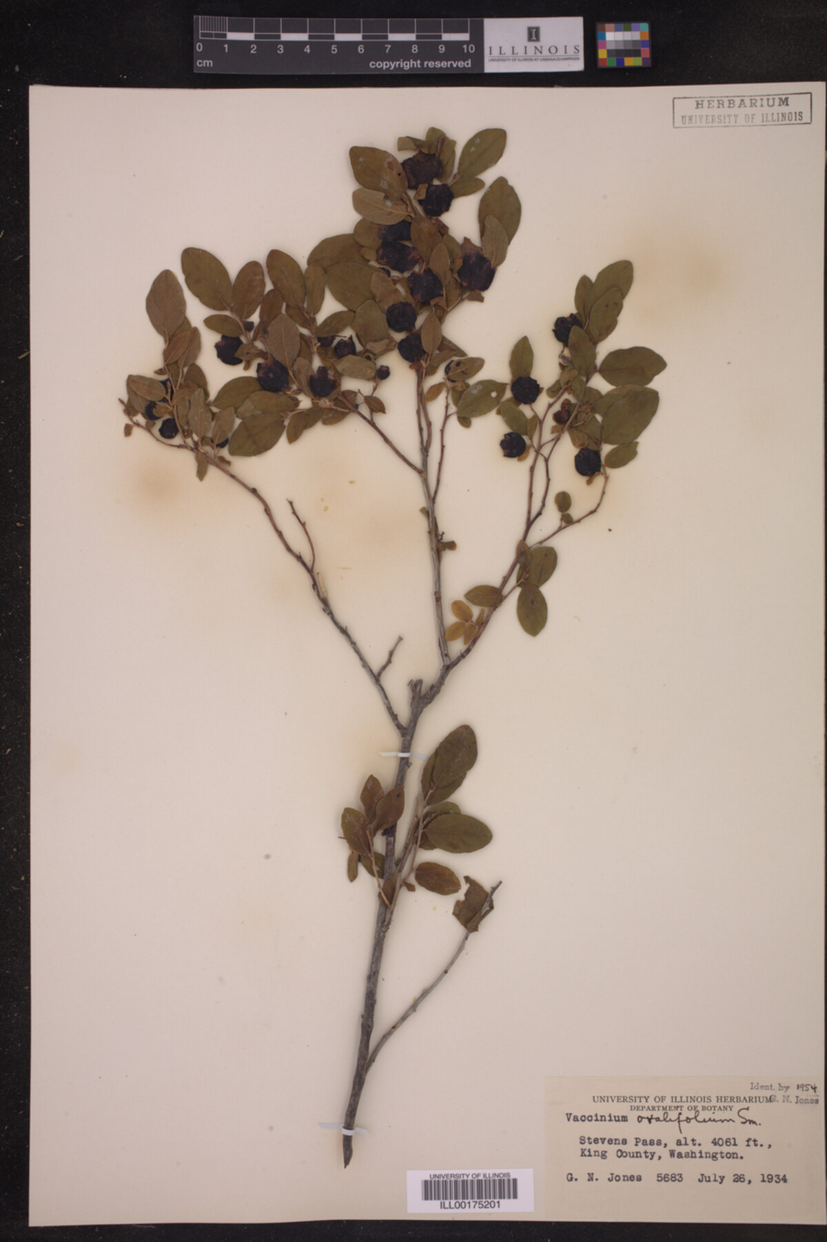 Vaccinium ovalifolium image