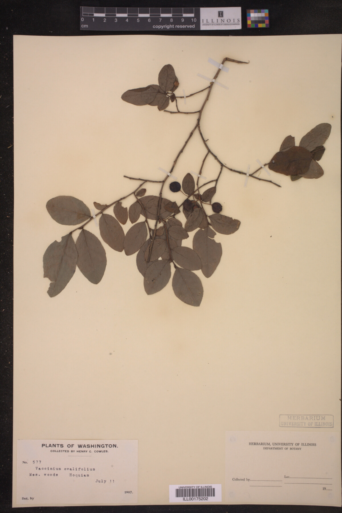 Vaccinium ovalifolium image