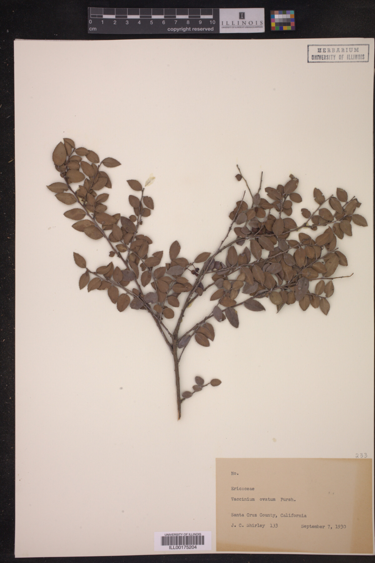 Vaccinium ovatum image
