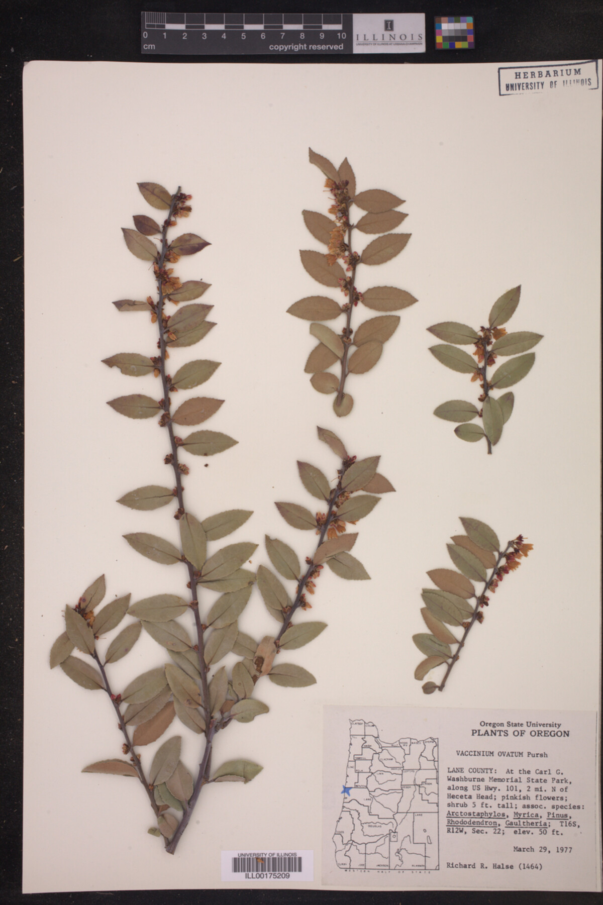 Vaccinium ovatum image