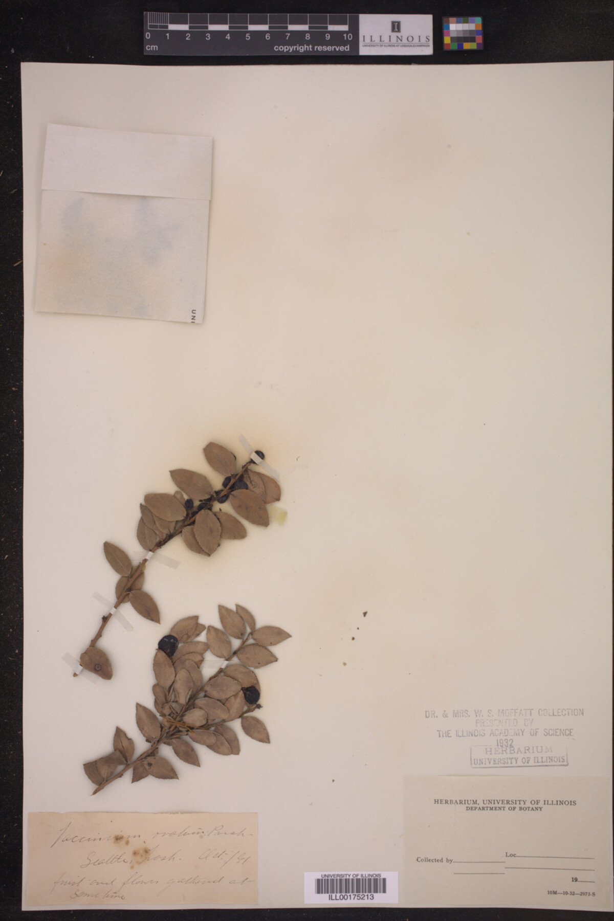 Vaccinium ovatum image