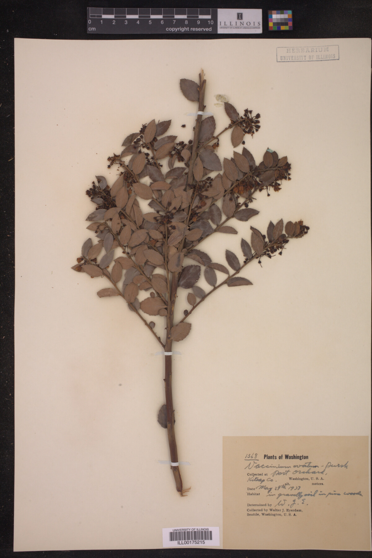 Vaccinium ovatum image