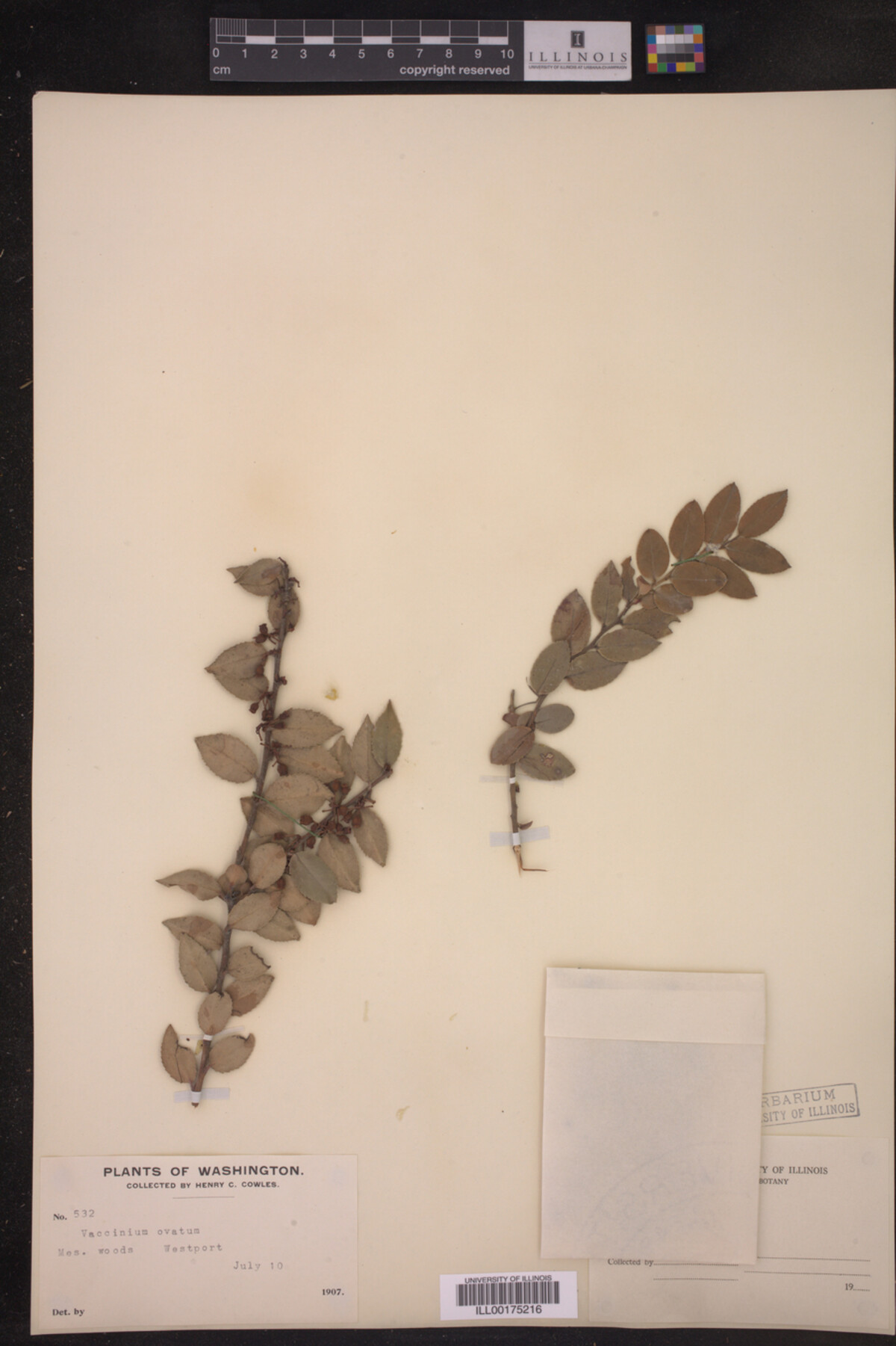 Vaccinium ovatum image