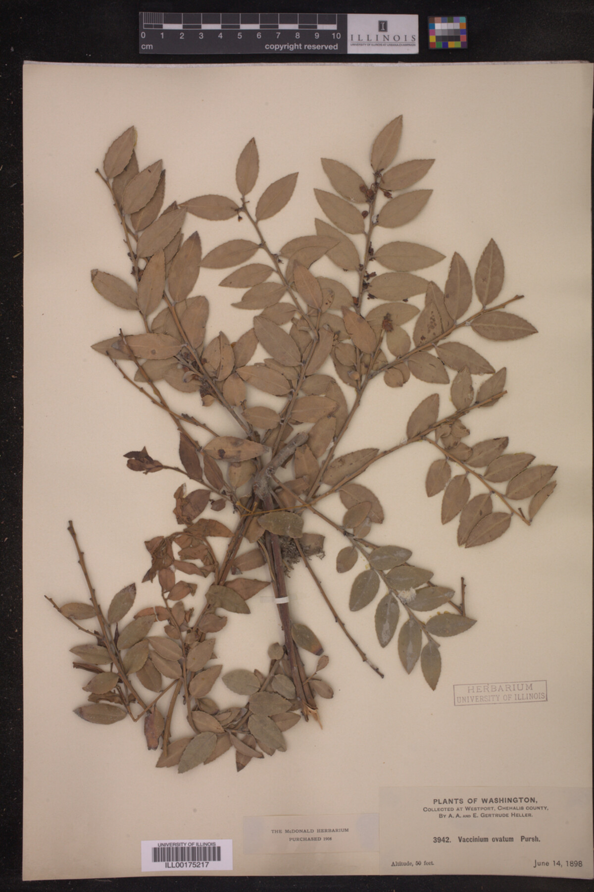 Vaccinium ovatum image