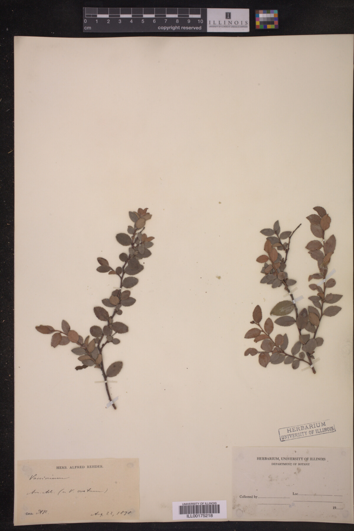 Vaccinium ovatum image