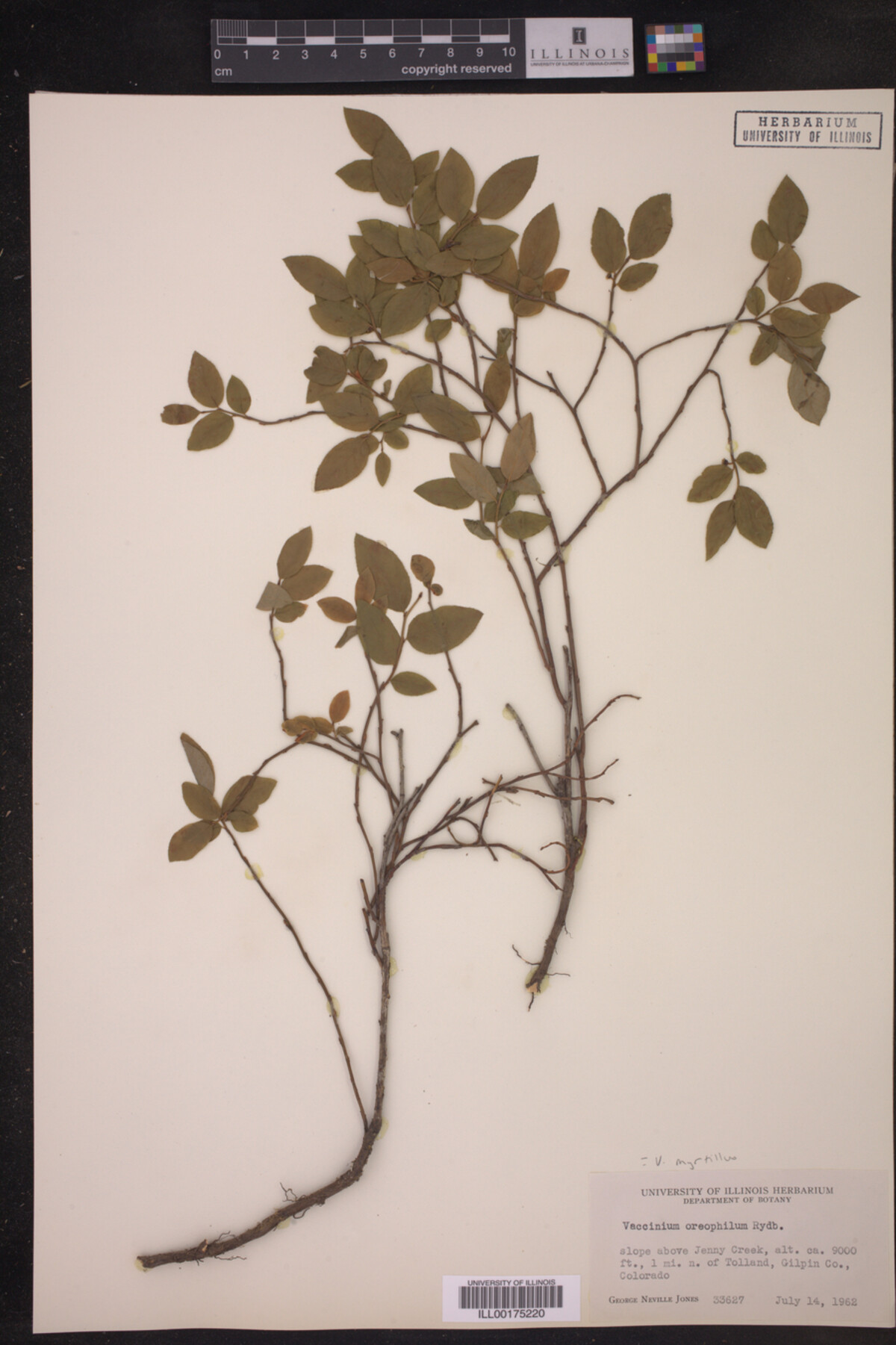Vaccinium myrtillus image
