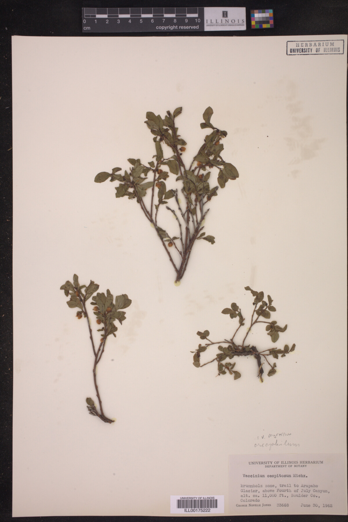 Vaccinium myrtillus image
