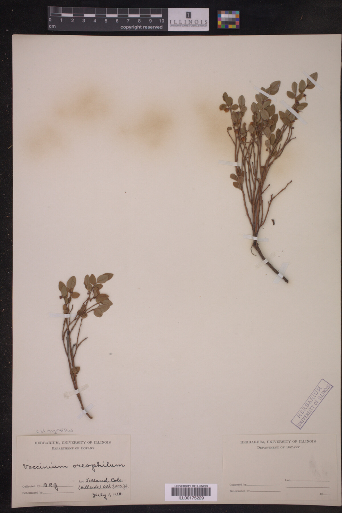 Vaccinium myrtillus image