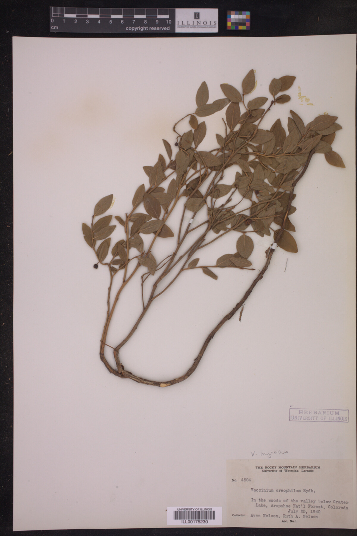 Vaccinium myrtillus image