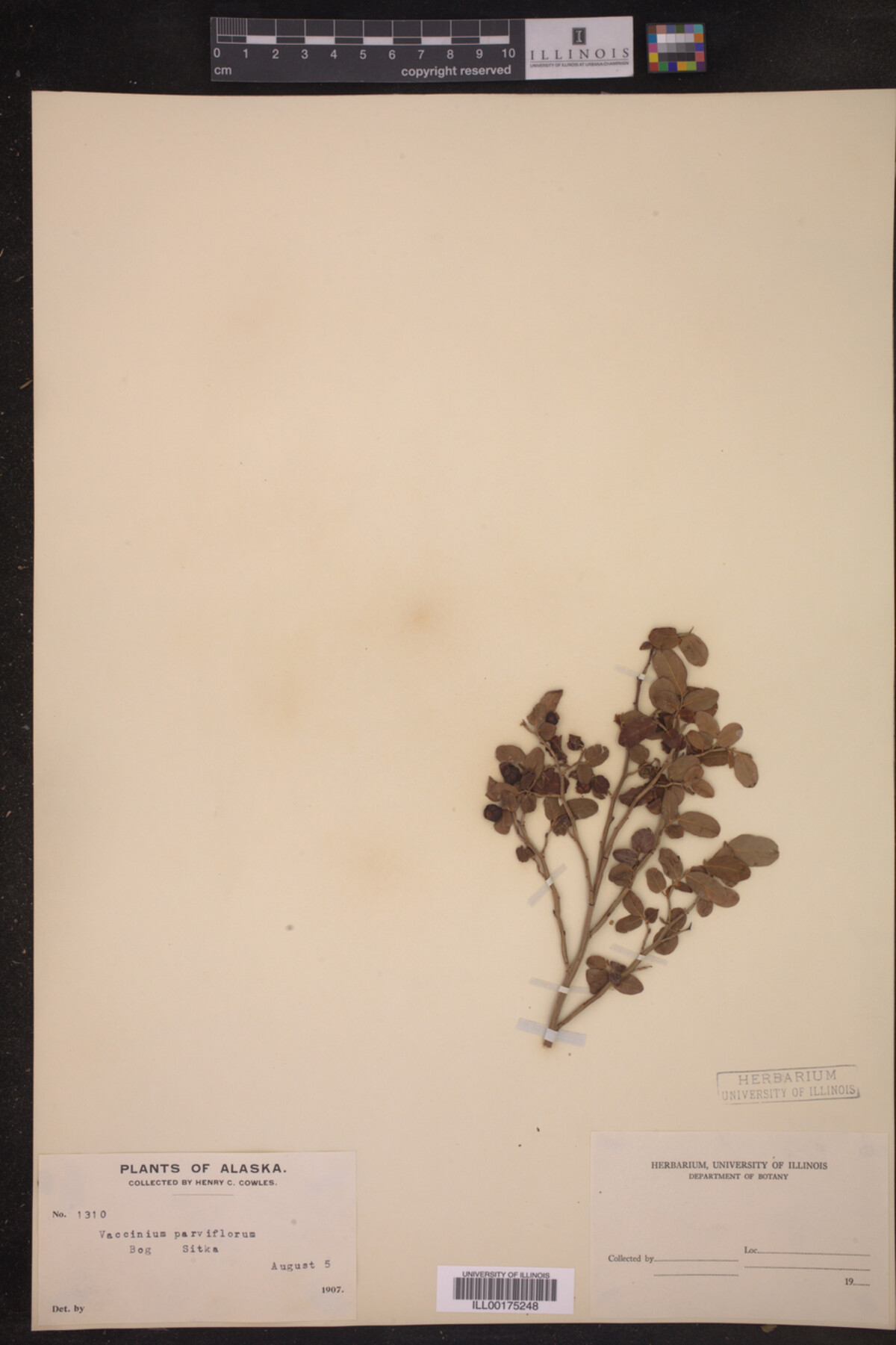 Vaccinium parvifolium image