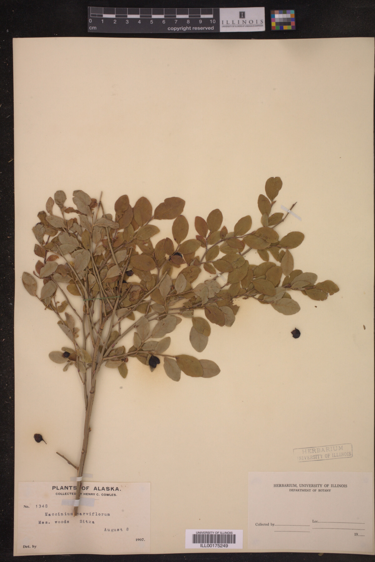 Vaccinium parvifolium image