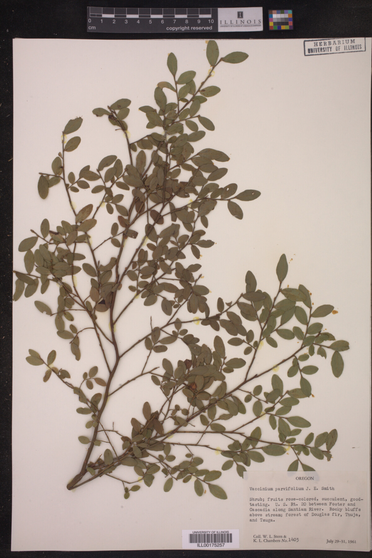 Vaccinium parvifolium image