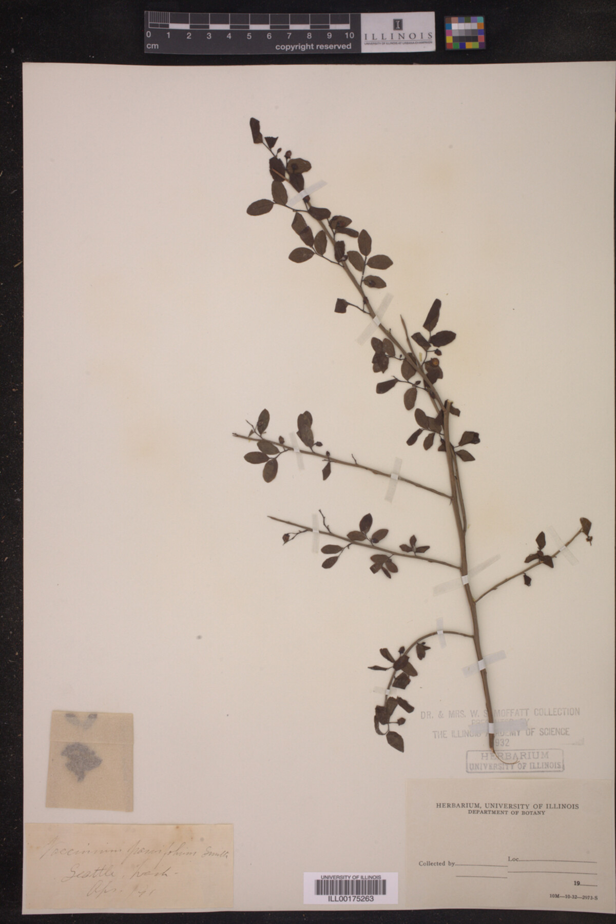 Vaccinium parvifolium image