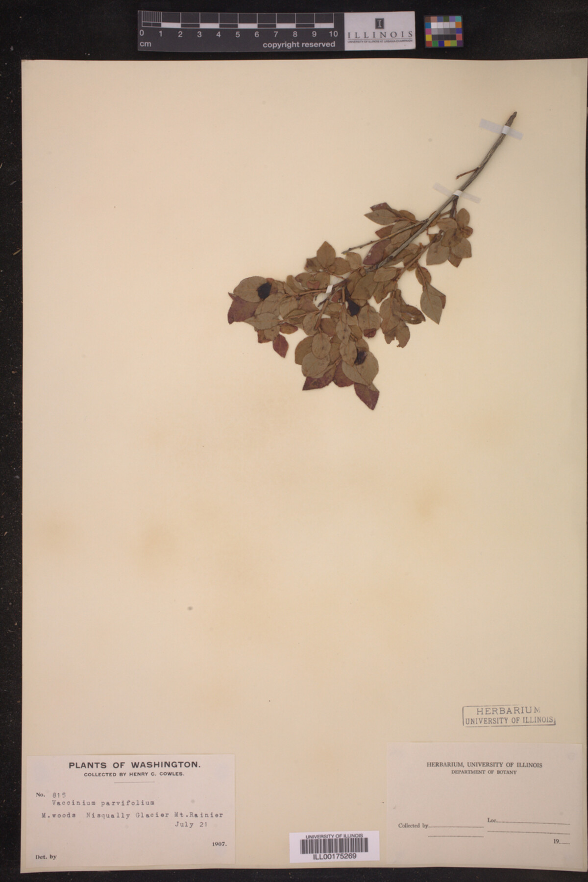 Vaccinium parvifolium image
