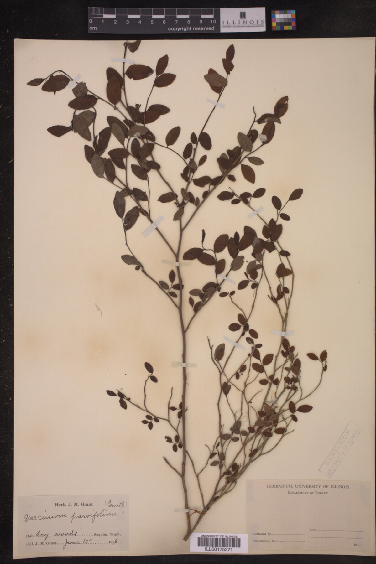 Vaccinium parvifolium image