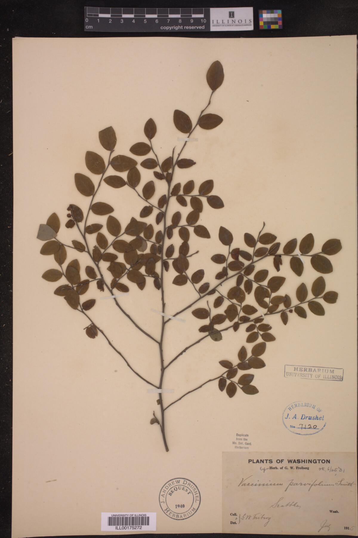 Vaccinium parvifolium image