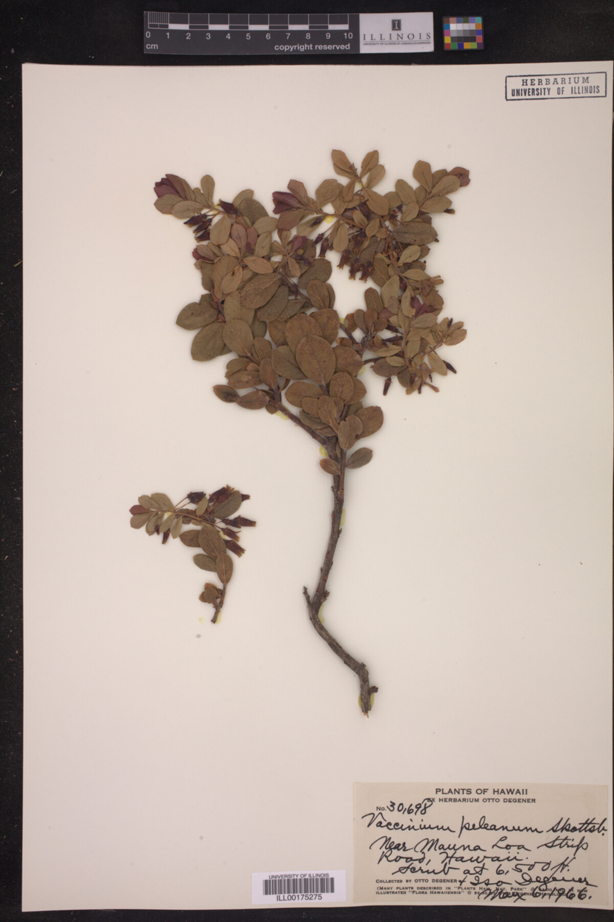 Vaccinium peleanum image